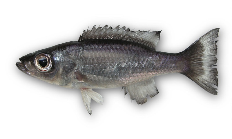 Diplotaxodon macrops 'Chitande Island'